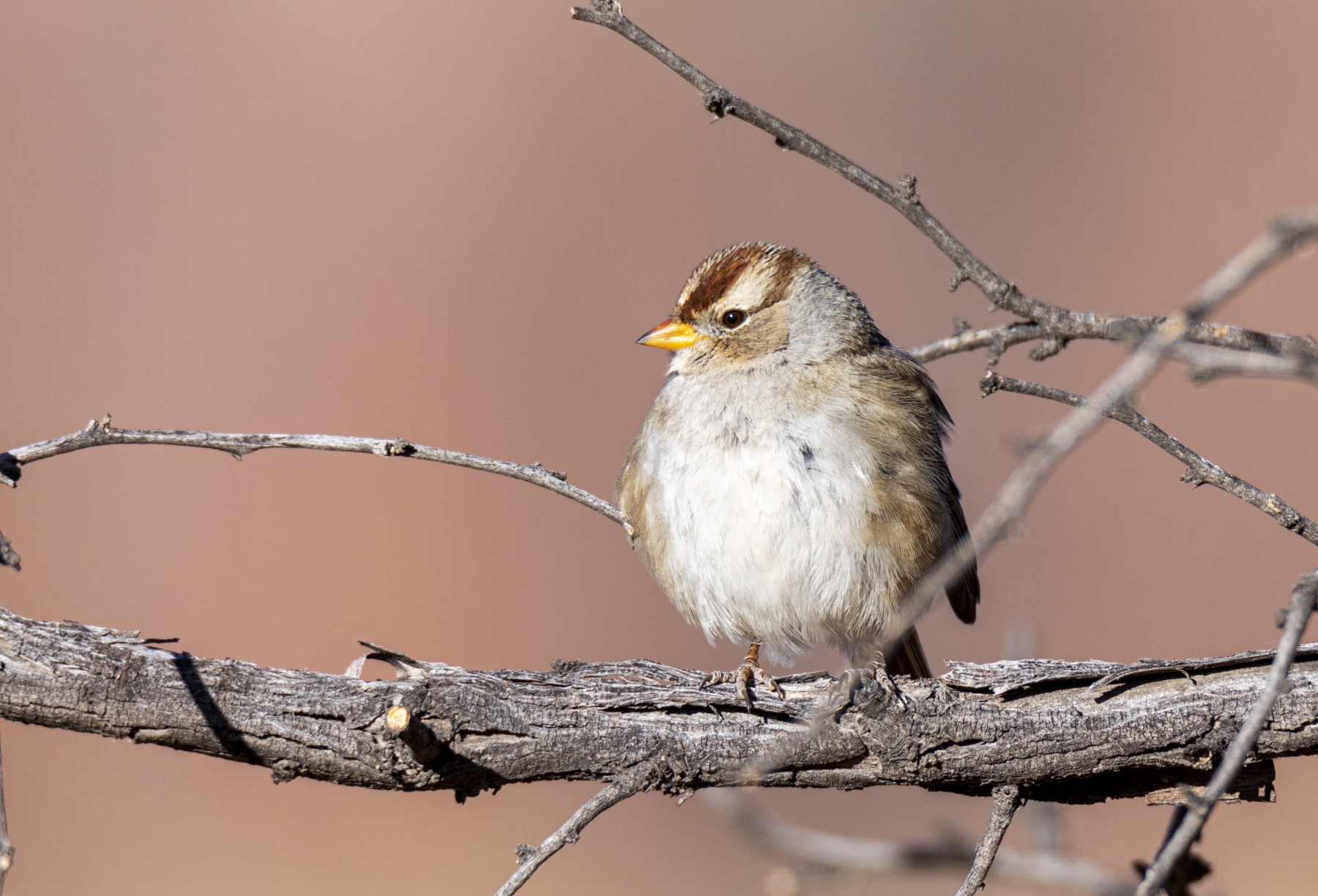 White-crowned Sparrow, Bosque del Apache National Wildlife Refuge, New Mexico